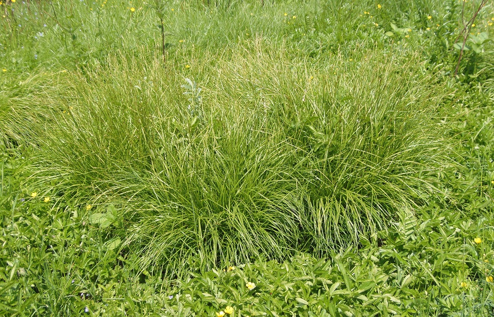 Image of Carex brizoides specimen.