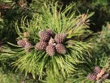 Pinus mugo