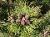 genus Pinus