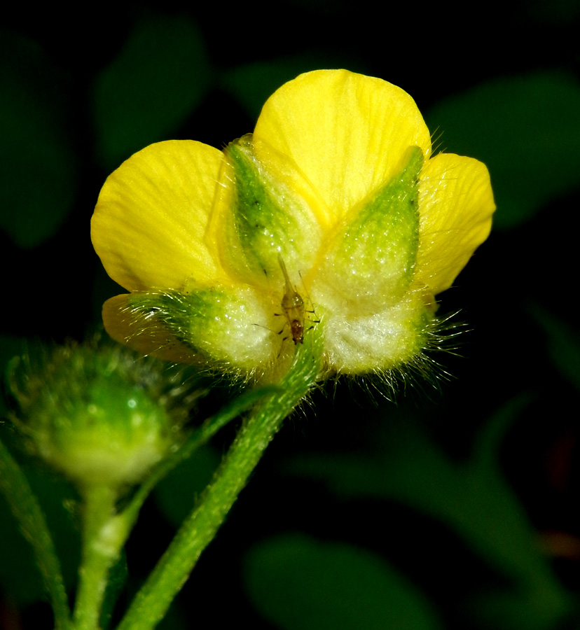 Изображение особи Ranunculus meyerianus.