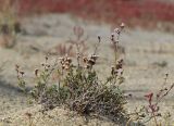 Limonium suffruticosum. Повторно зацветшее плодоносящее растение. Алтайский край, Благовещенский р-н; Центральная Кулунда, восточный берег оз. Кучукское, в 2.5 км к югу от устья р. Кучук, переработанная ложбина древнего устья в разрыве восточного борта озёрной котловины; полугидроморфный галофильноразнотравно-однолетнесолянковый солончак на засолённом песчано-гравийном аллювии, снесённом вдоль плоских временных водотоков. 15 сентября 2016 г.