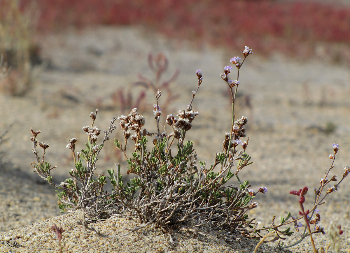 Изображение особи Limonium suffruticosum.