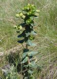 Euphorbia agraria