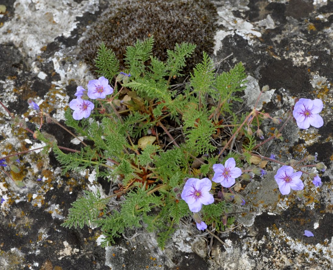 Image of Erodium absinthoides specimen.