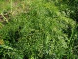 Ferula songarica. Нижняя часть бутонизирующего растения. Восточный Казахстан, Кокпектинский р-н, 25 км в горы от с. Пантелеймоновка, просека в лесу, ок. 1000 м н.у.м. 13.06.2016.