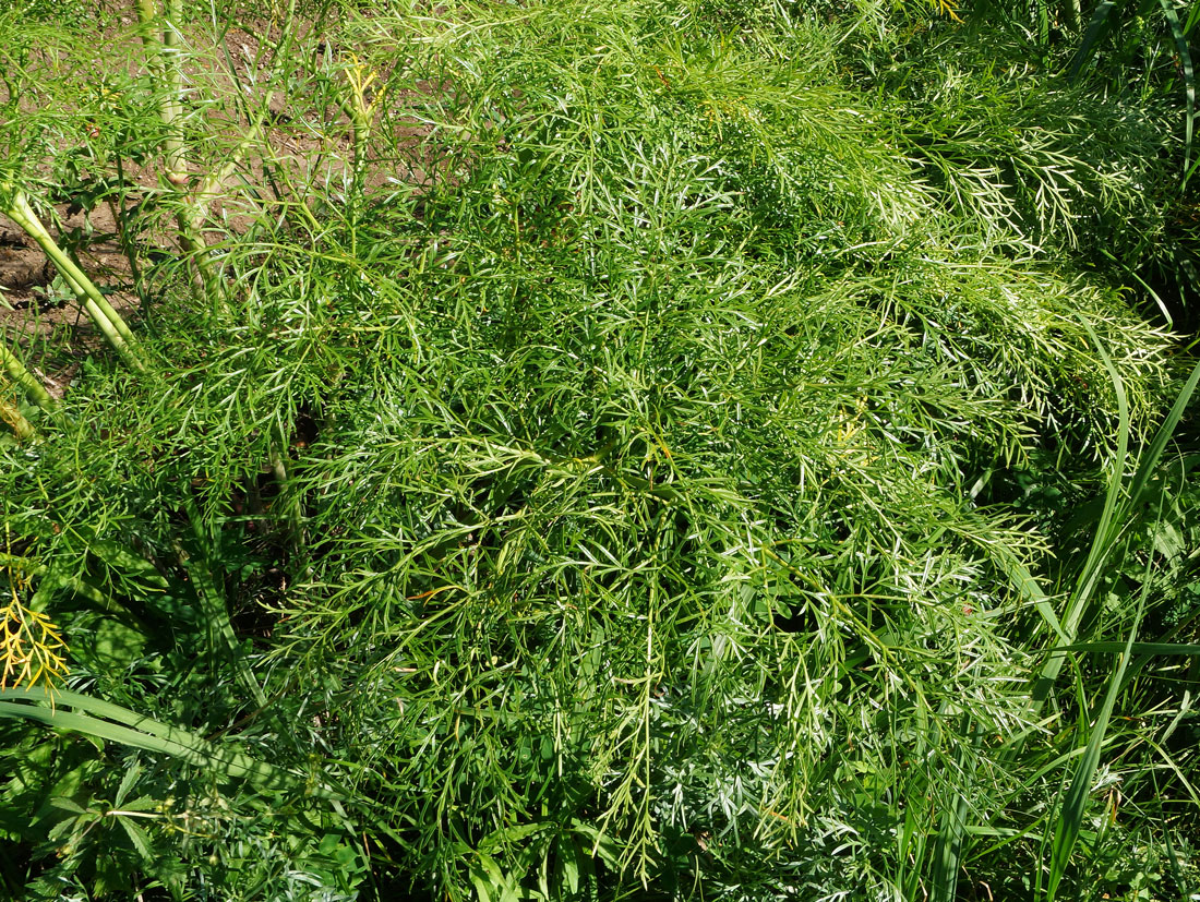 Изображение особи Ferula songarica.