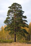 Pinus sylvestris