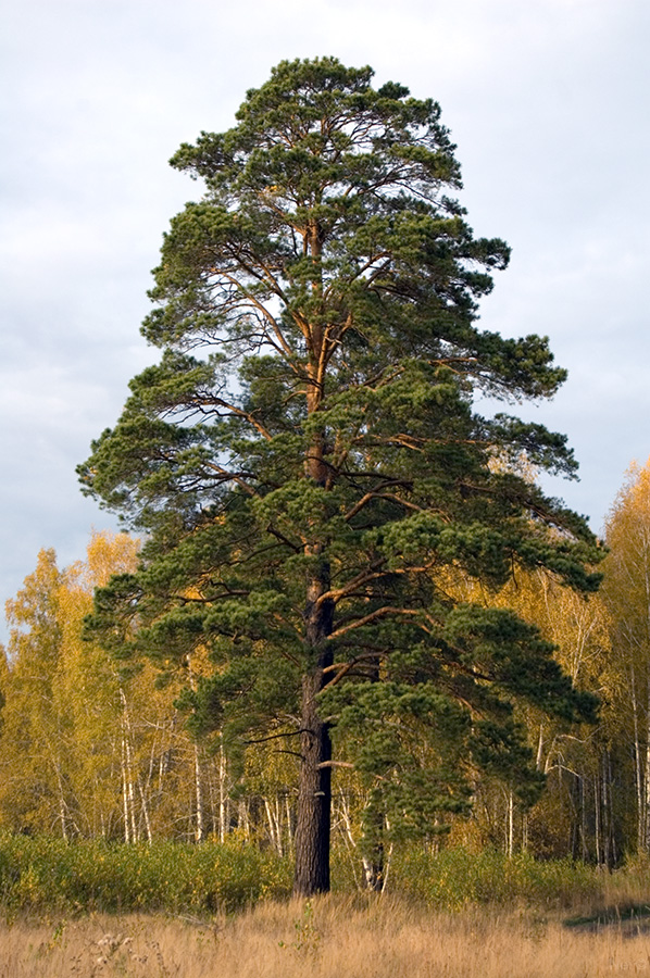 Изображение особи Pinus sylvestris.