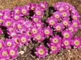 Echinocereus berlandieri. Часть цветущего растения. Австралия, Новый Южный Уэльс, пос. Лайтнинг Ридж, питомник кактусов, основанный в 1966 г. Джоном и Элизабет Беван (Bevan). 14.09.2009.