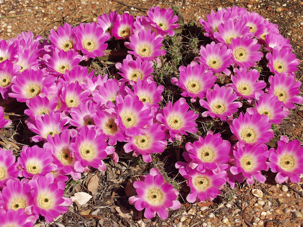 Изображение особи Echinocereus berlandieri.