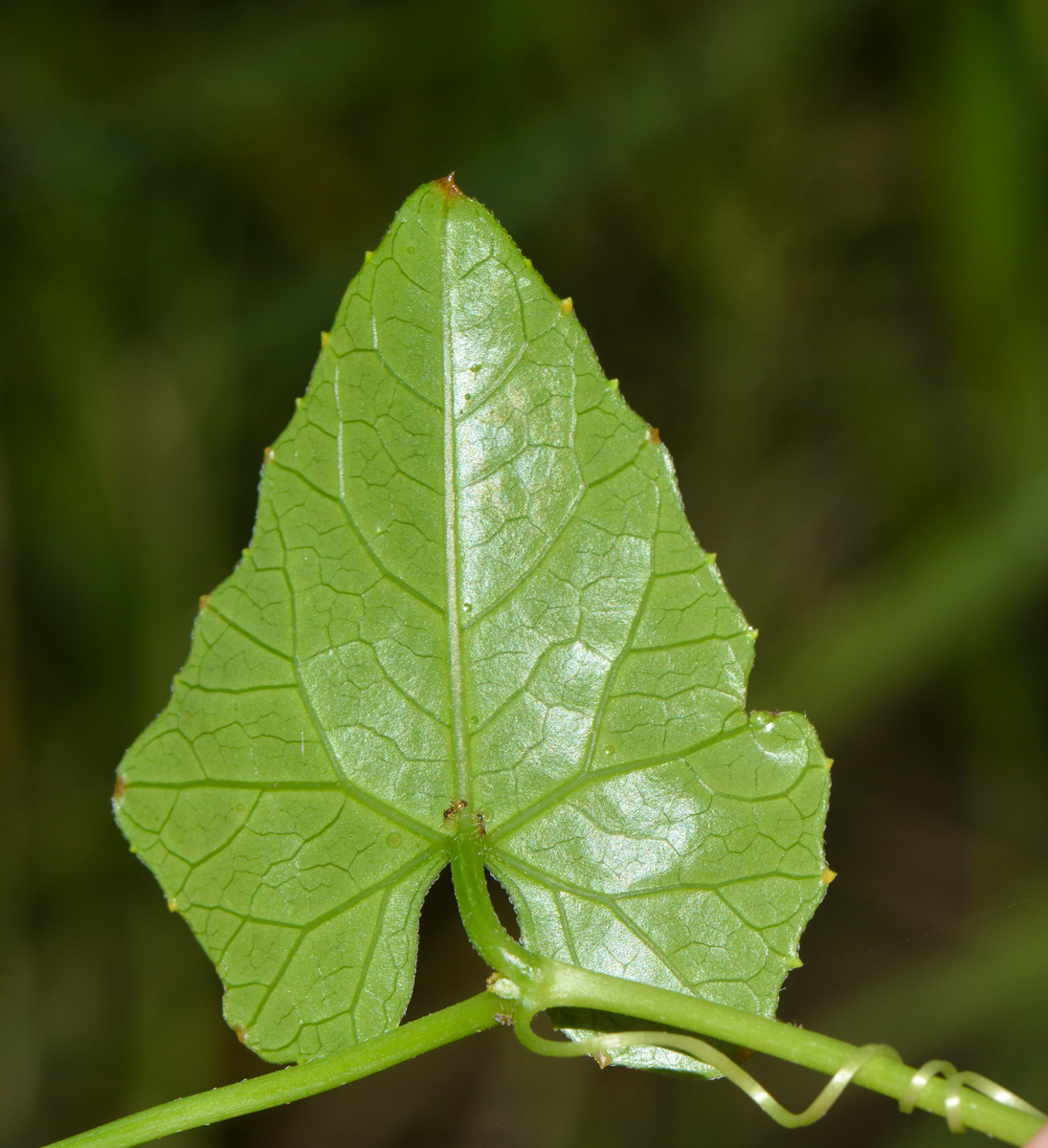 Image of Coccinia grandis specimen.