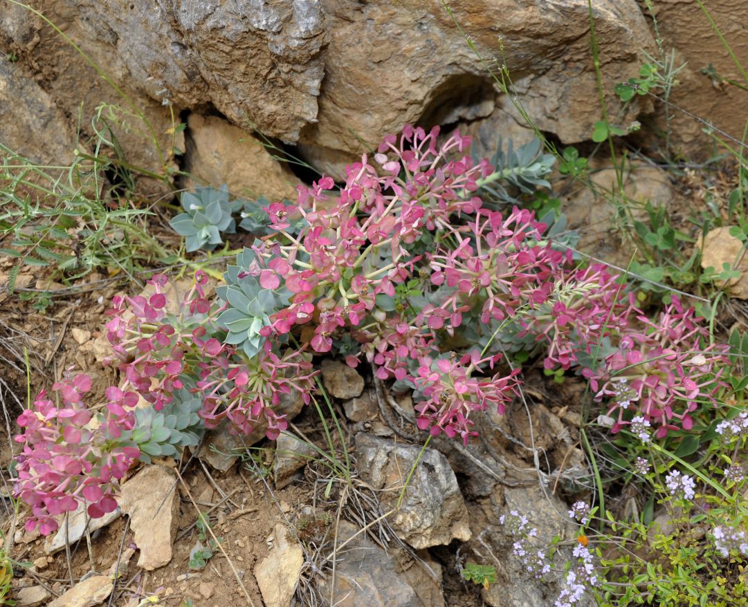 Изображение особи Euphorbia myrsinites.