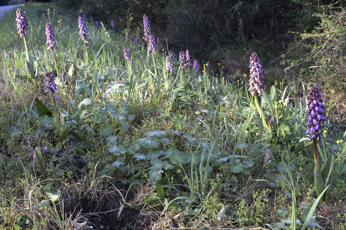 Image of Himantoglossum robertianum specimen.