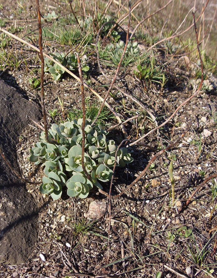 Image of Hylotelephium stepposum specimen.