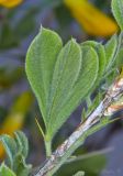 Caragana mollis. Часть побега с листом. Молдова, Кишинёв, Ботанический сад АН Молдовы, участок остепнённого склона. 10.04.2017.