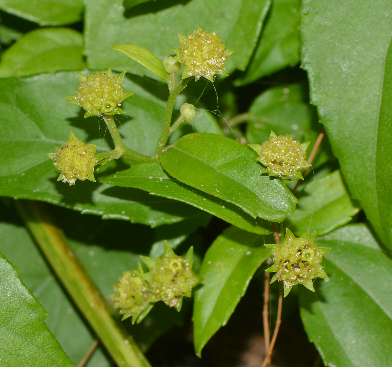 Изображение особи Melanthera biflora.