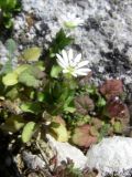 Stellaria neglecta