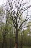 Quercus robur. Взрослое дерево в начале вегетации. Москва, лесопарк в западной части р-на Кунцево, хвойно-широколиственный лес. 06.05.2017.
