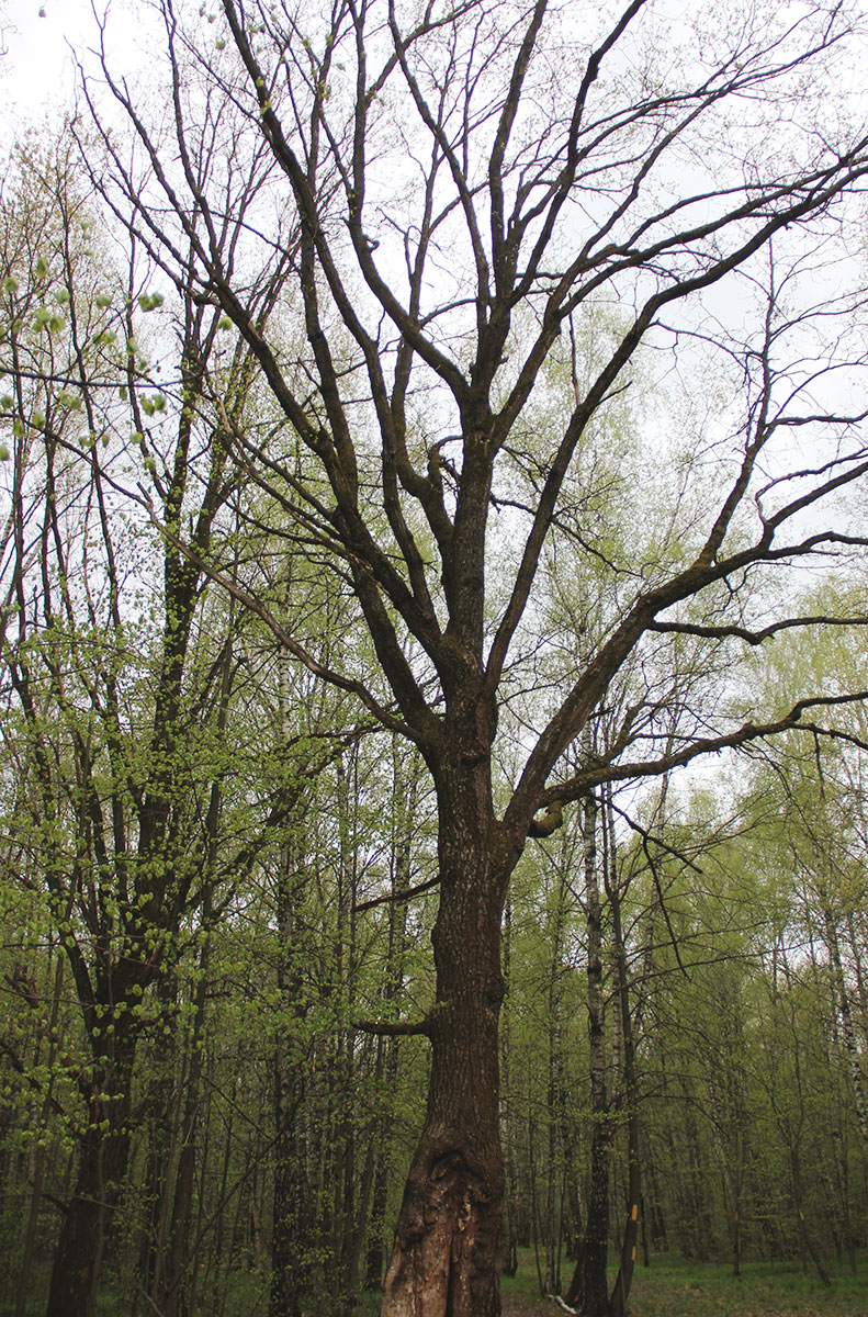 Изображение особи Quercus robur.