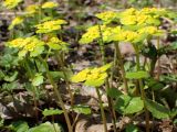 Chrysosplenium alternifolium. Цветущие растения. Московская обл., окр. г. Дубна, правый берег р. Дубна, смешанный лес. 01.05.2017.