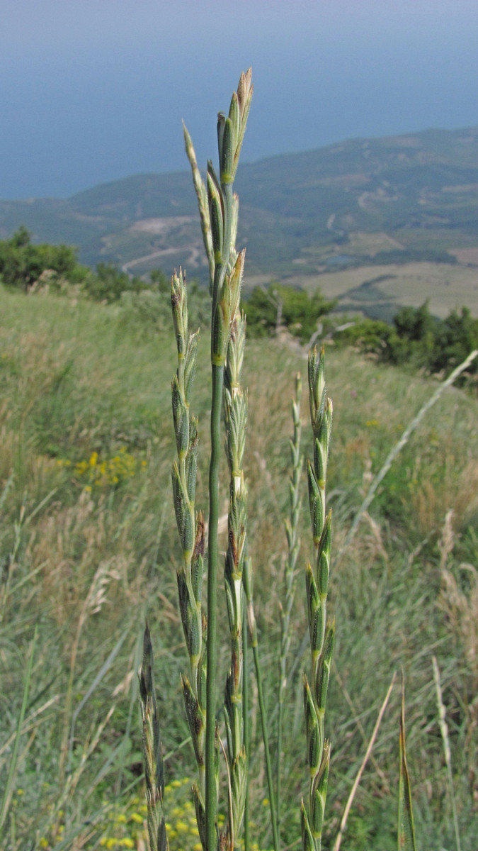 Image of Elytrigia &times; tesquicola specimen.