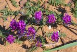 Astragalus borysthenicus