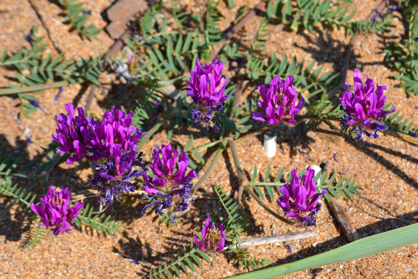 Image of Astragalus borysthenicus specimen.