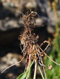 Rumex acetosella