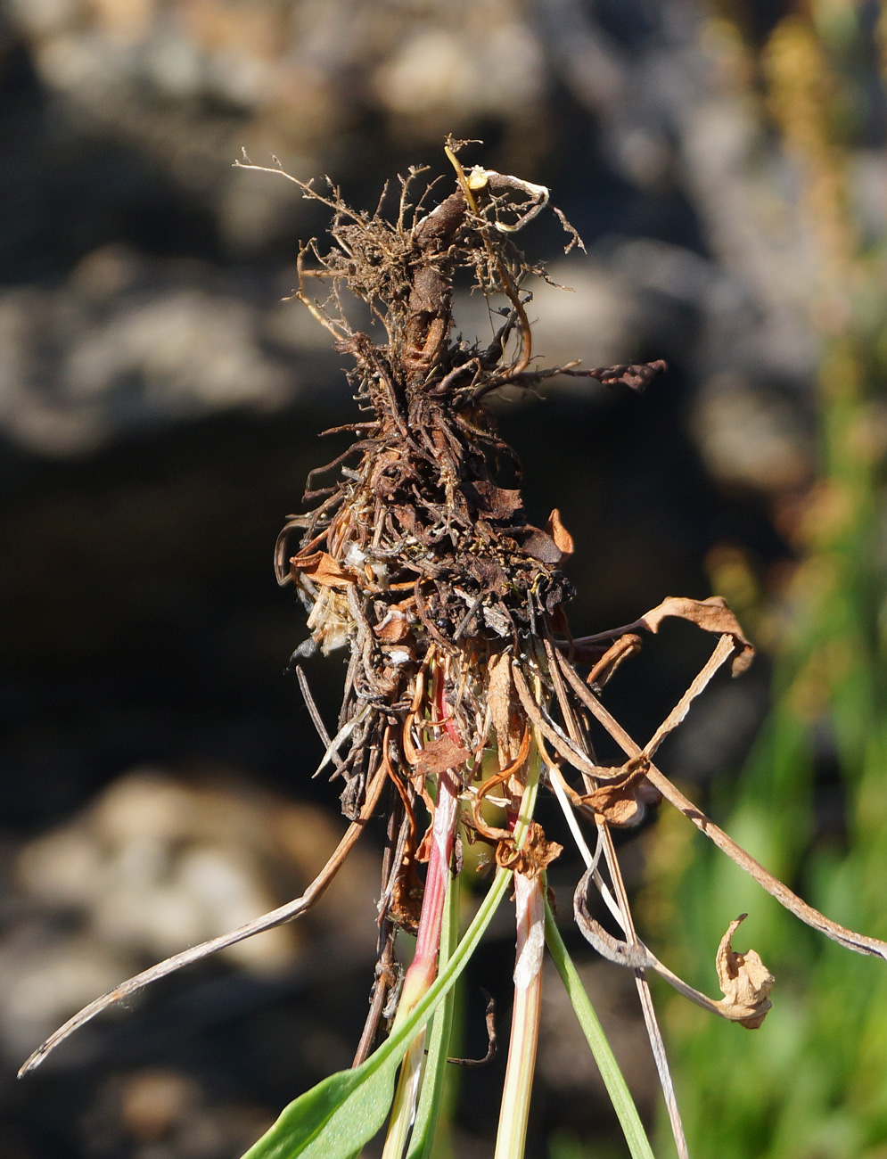 Изображение особи Rumex acetosella.