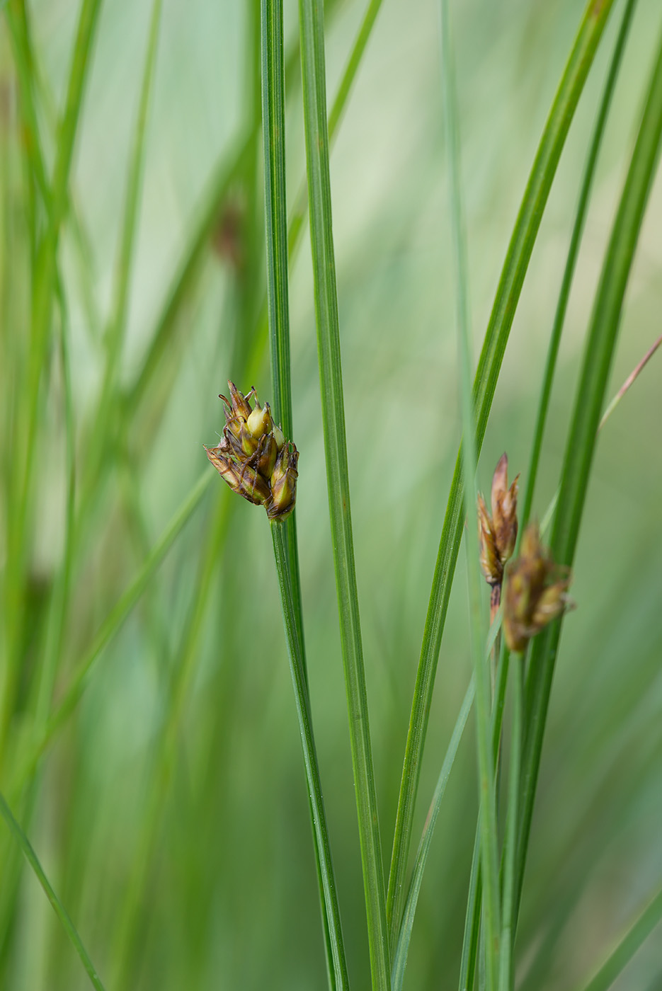 Image of Carex chordorrhiza specimen.