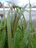 Carex acuta. Часть побега с созревающими соплодиями. Марий Эл, г. Йошкар-Ола, берег р. Малая Кокшага, заросли у воды. 08.06.2017.