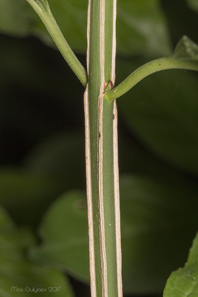 Image of Euonymus europaeus specimen.