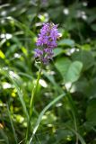 Dactylorhiza baltica. Соцветие. Московская обл., Одинцовский р-н, окр. с. Луцино, у забора КПП Института физики атмосферы РАН. 03.07.2017.