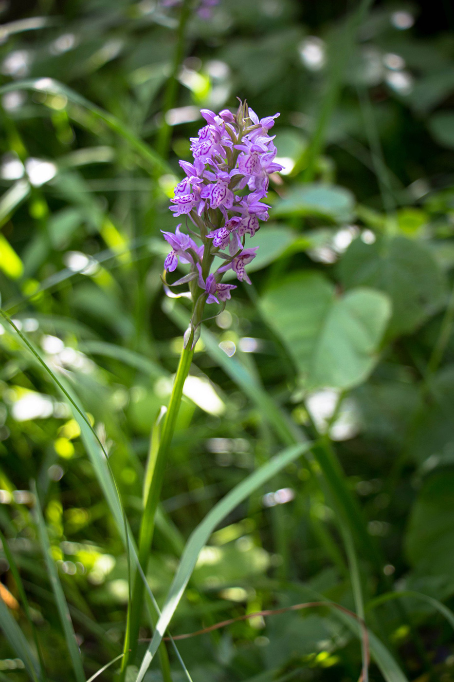 Image of Dactylorhiza baltica specimen.