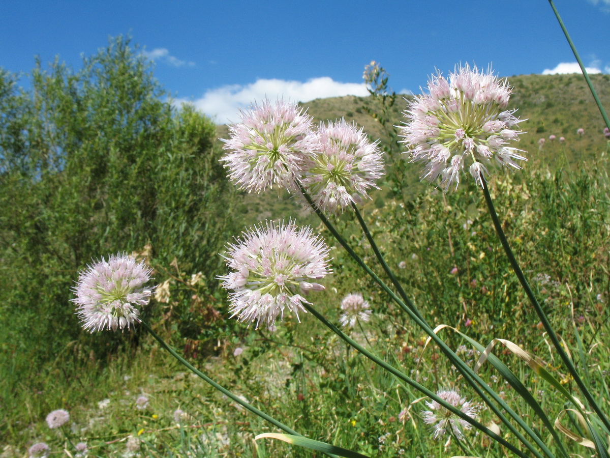 Image of Allium hymenorhizum specimen.