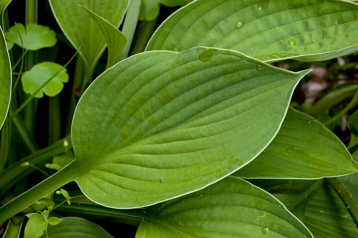 Изображение особи род Hosta.