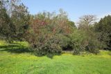 Hakea orthorrhyncha