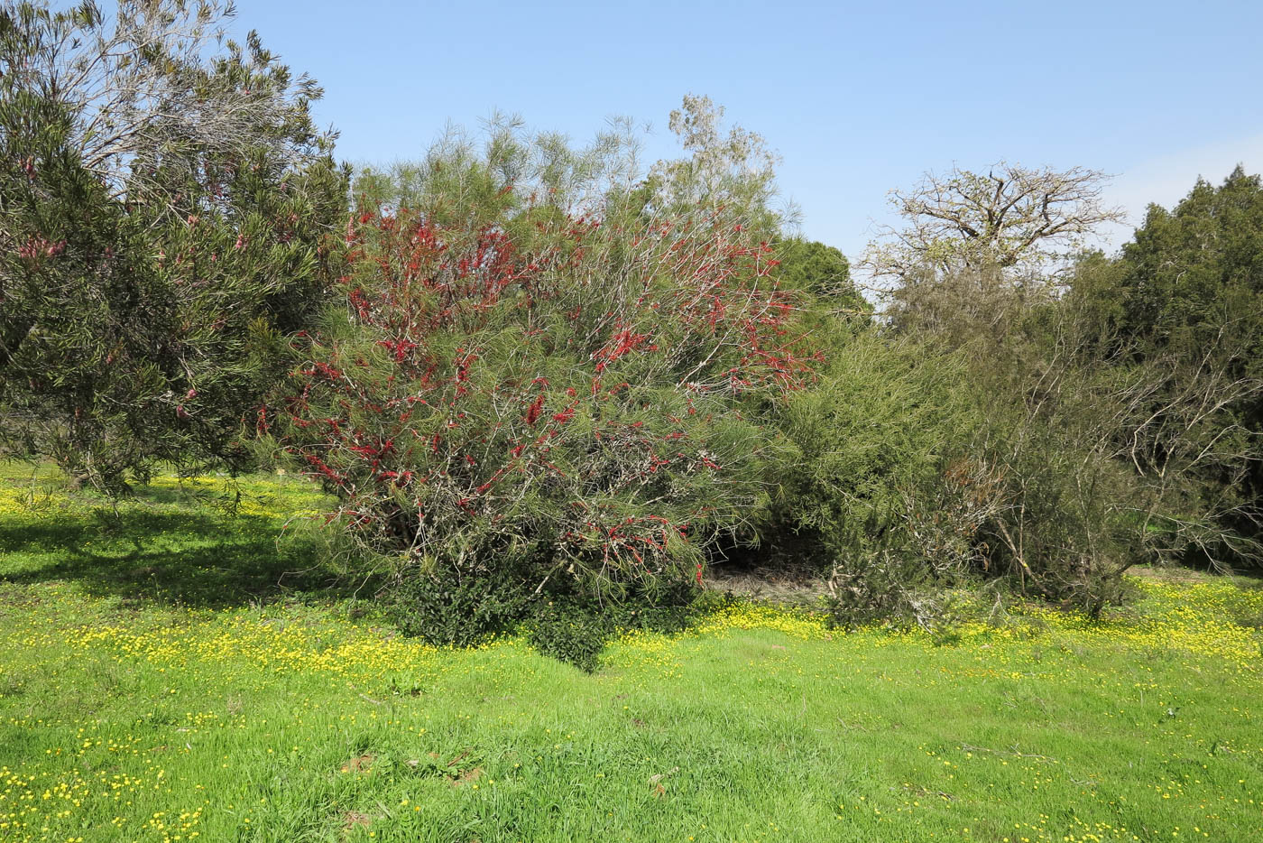 Изображение особи Hakea orthorrhyncha.