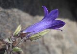 Campanula bayerniana