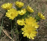 Adonis vernalis