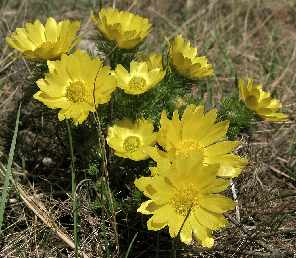 Изображение особи Adonis vernalis.