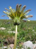 Taraxacum confusum