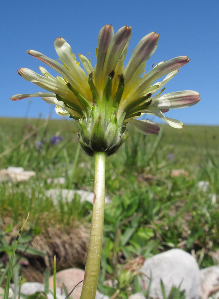 Изображение особи Taraxacum confusum.