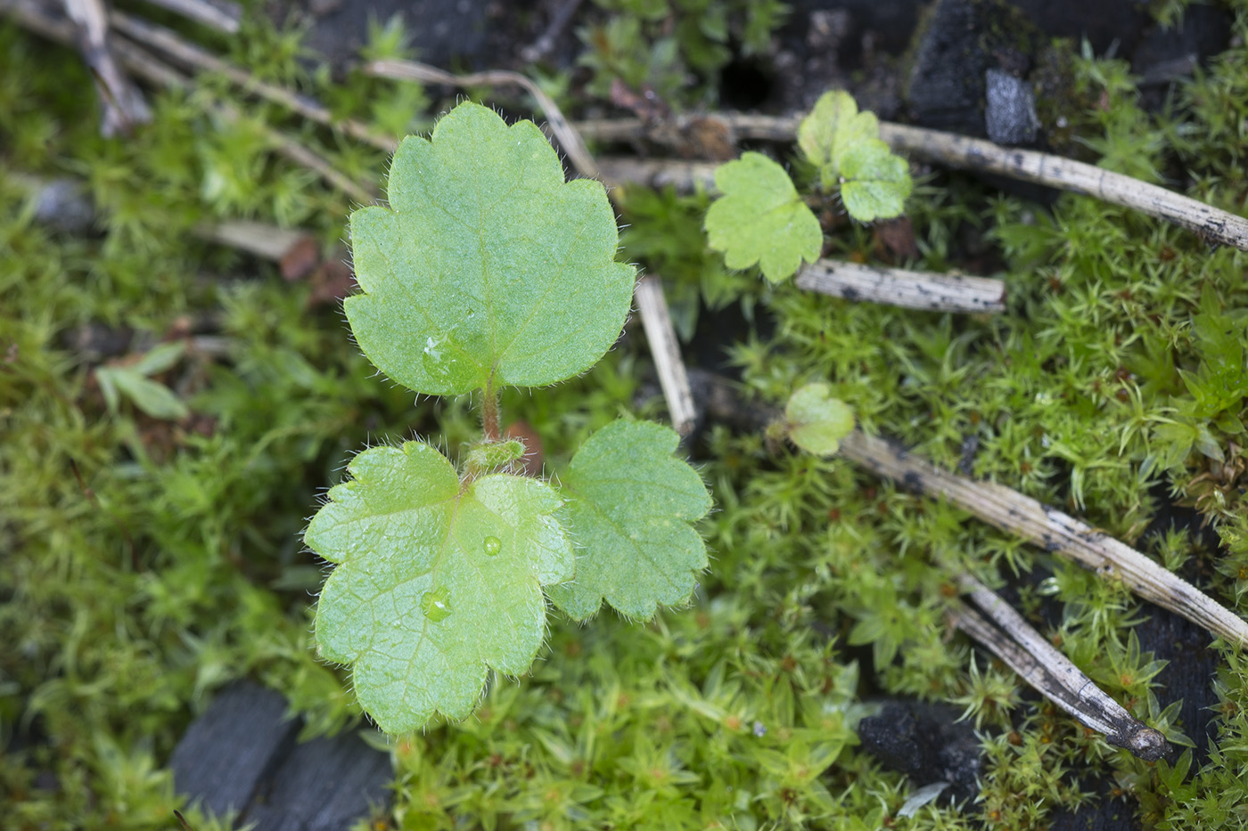 Image of Betula pubescens specimen.