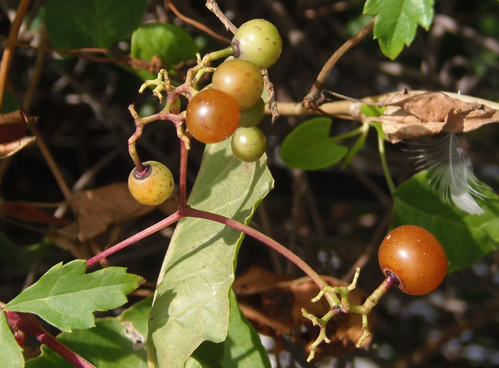 Image of Ampelopsis aconitifolia specimen.