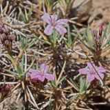 Acantholimon alatavicum. Цветки. Киргизия, Алайский хр., ур. Арчаты 15 км СВ пер. Талдык, 2750 м н.у.м., щебнисто-глинистый склон. 22.07.2017.