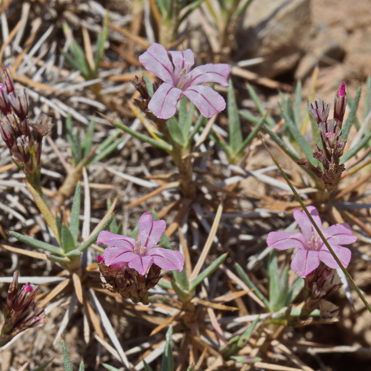 Image of Acantholimon alatavicum specimen.