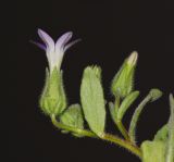 Campanula hierosolymitana
