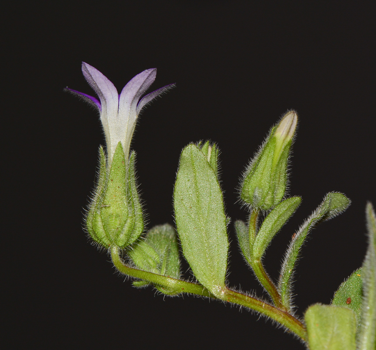 Изображение особи Campanula hierosolymitana.