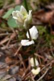 Glechoma hederacea